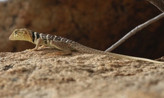 Crotaphytus vestigium