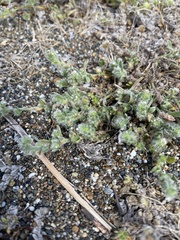 Cryptantha leiocarpa