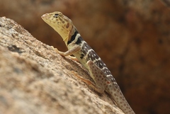 Crotaphytus vestigium