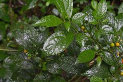 Witheringia solanacea