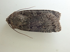 Abagrotis scopeops