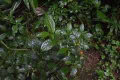 Witheringia solanacea