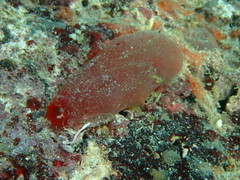 Ascidia mentula