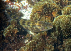 Olisthops cyanomelas