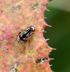 Polyporivora picta