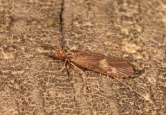 Neureclipsis bimaculata