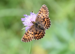 Boloria titania