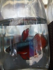 Betta splendens