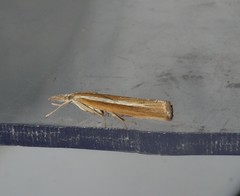 Agriphila selasella