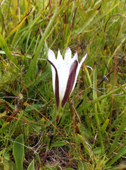 Gentiana newberryi