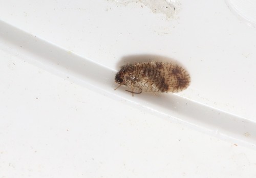 Bordered Brown Lacewing