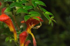Columnea microcalyx