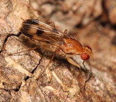 Clusia tigrina
