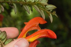 Columnea microcalyx