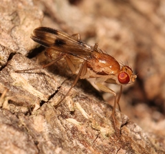 Clusia tigrina