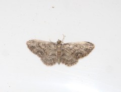 Eupithecia inturbata