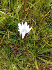 Gentiana newberryi