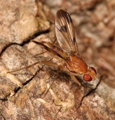 Clusia tigrina