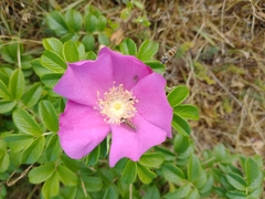 Rosa rugosa