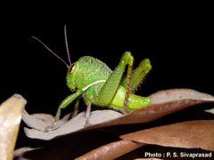 Teratodes monticollis