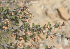 Ceanothus otayensis