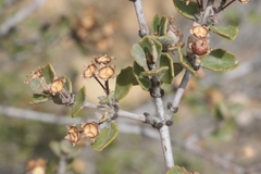 Ceanothus otayensis
