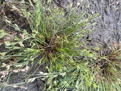 Juncus ranarius