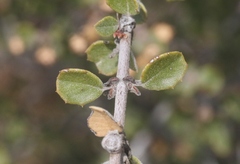 Ceanothus otayensis