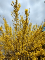 Forsythia × intermedia