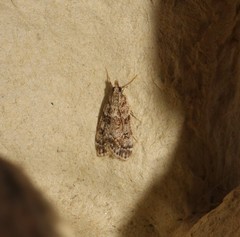 Eudonia lacustrata