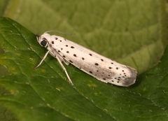 Yponomeuta malinellus