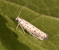 Yponomeuta malinellus