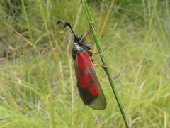 Zygaena cynarae