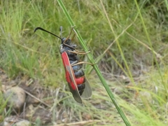 Zygaena cynarae