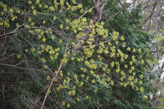 Lindera umbellata