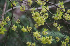Lindera umbellata