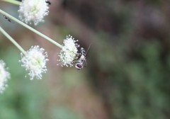Leucozona laternaria