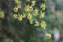 Lindera umbellata