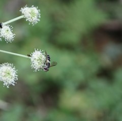 Leucozona laternaria