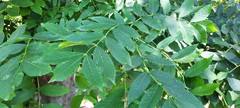 Fraxinus excelsior