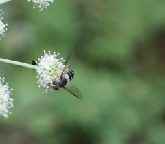 Leucozona laternaria