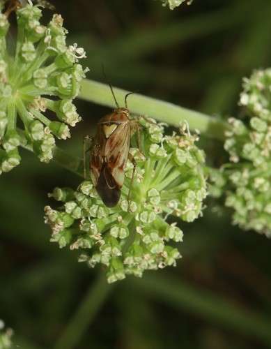Lygus wagneri