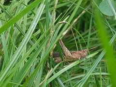 Glyptobothrus