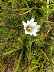 Gentiana newberryi