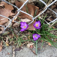 Crocus vernus