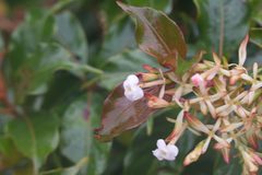 Arachnothryx monteverdensis