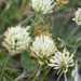Trifolium ochroleucon - Photo (c) josefwirth,  זכויות יוצרים חלקיות (CC BY-NC), הועלה על ידי josefwirth