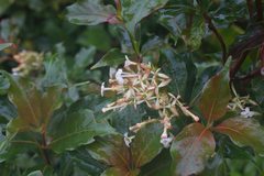 Arachnothryx monteverdensis