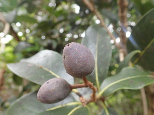 Nestegis sandwicensis