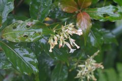 Arachnothryx monteverdensis